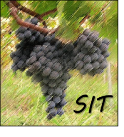 SIT viticoltura